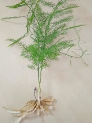 Shatavari (Asparagus Racemosus) 100 Capsules