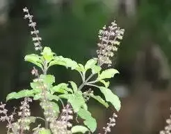 Tulasi (Holy Basil) 100 Capsules