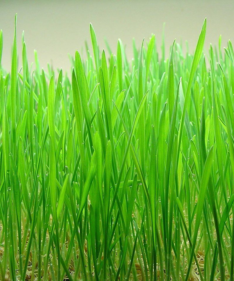 Wheatgrass 100 Capsules
