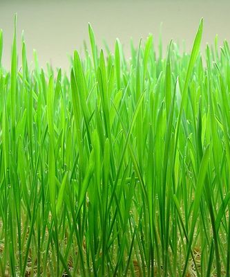 Wheatgrass 100 Capsules