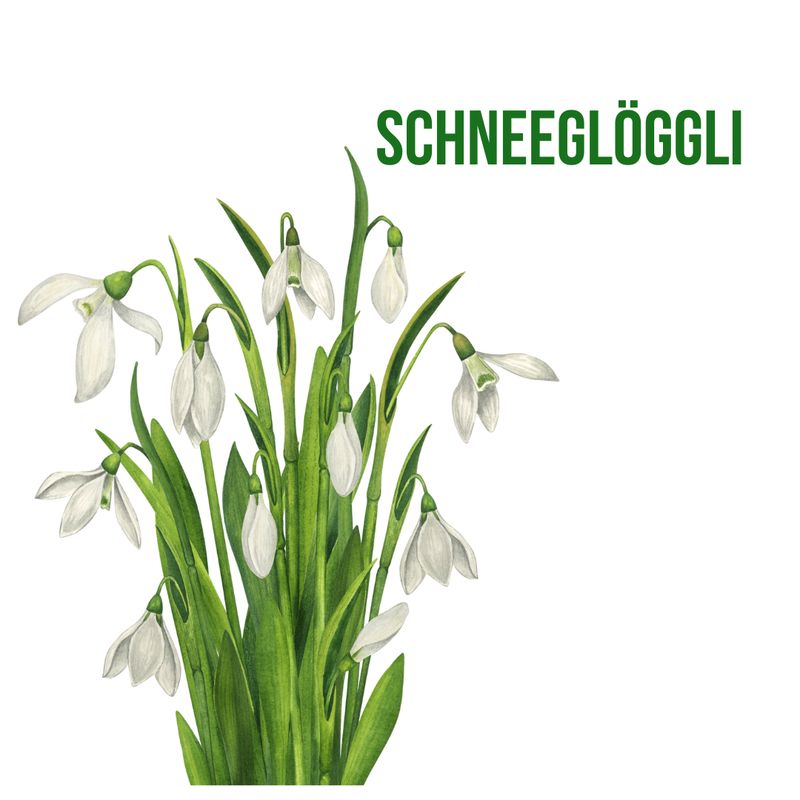 Schneeglöggli
