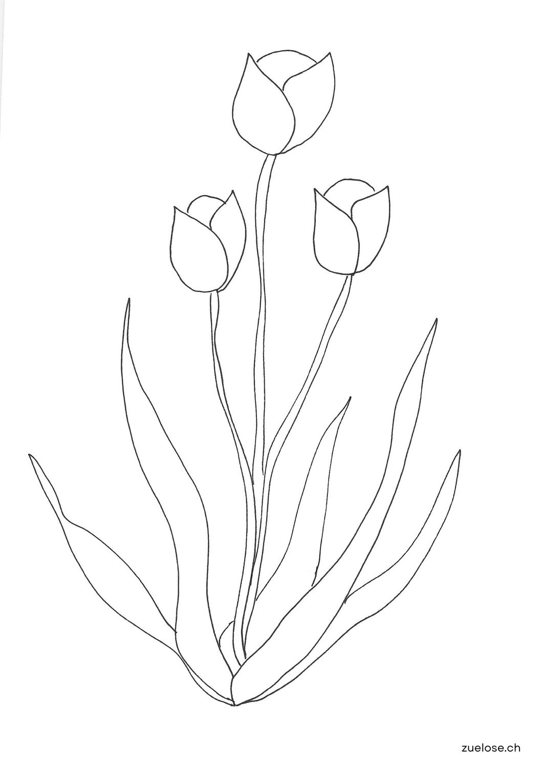 Ausmalbild Tulpen