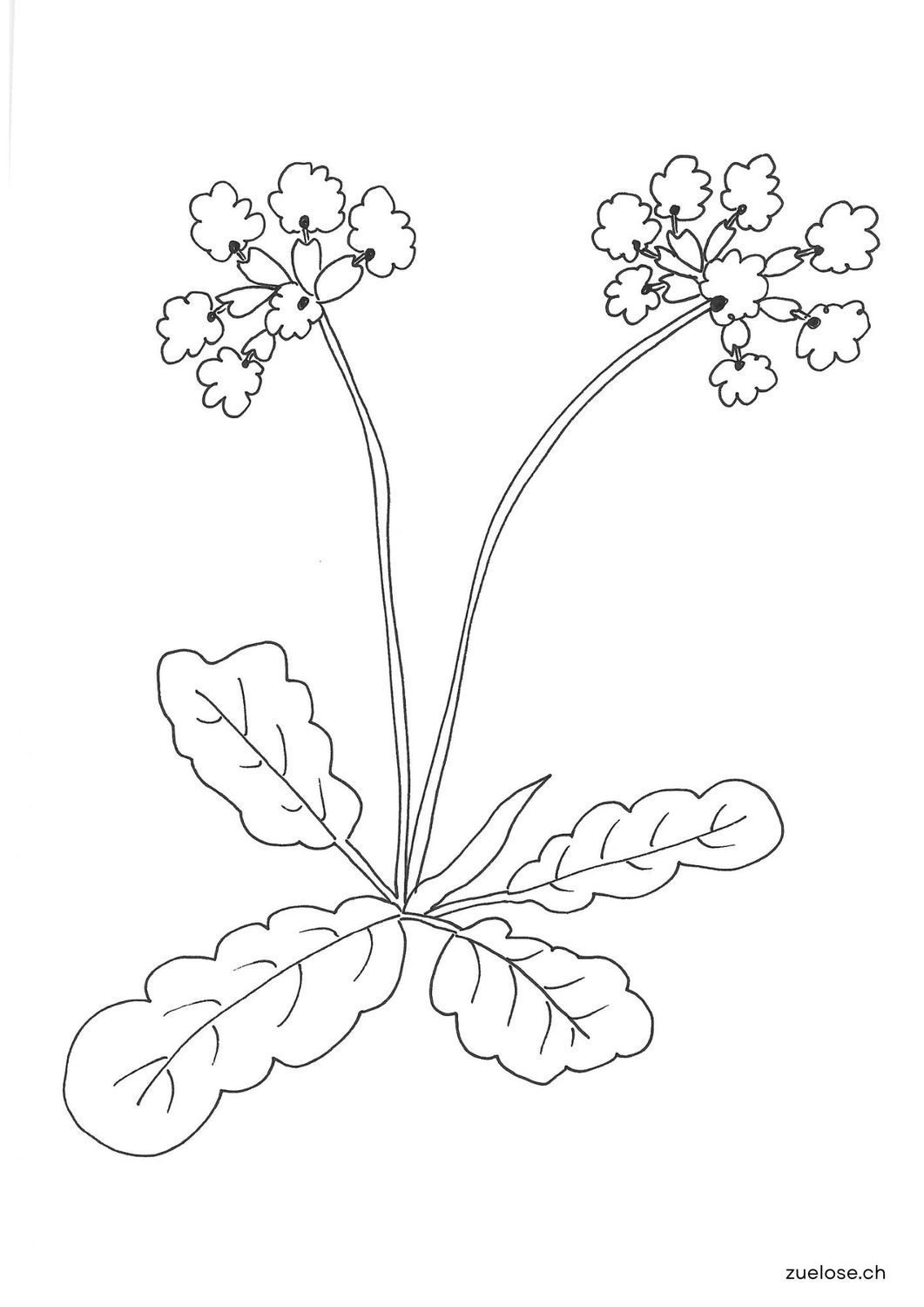 Ausmalbild Schlüsselblume