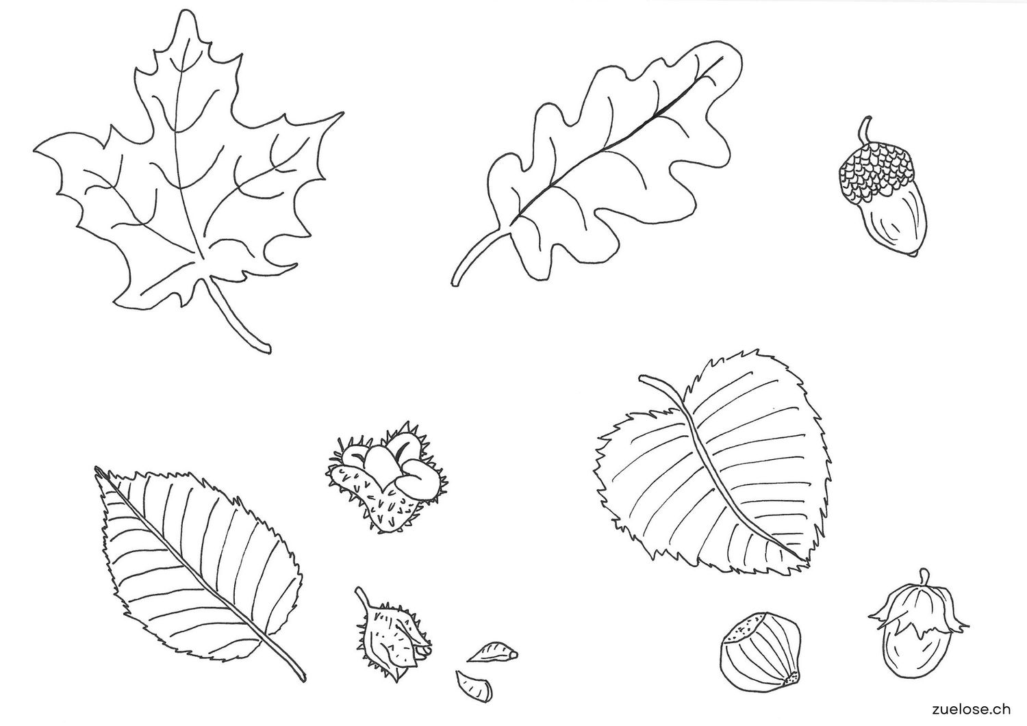 Ausmalbild Herbstblätter