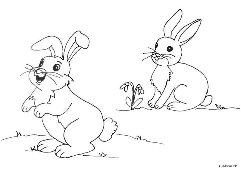 Ausmalbild Feldhase
