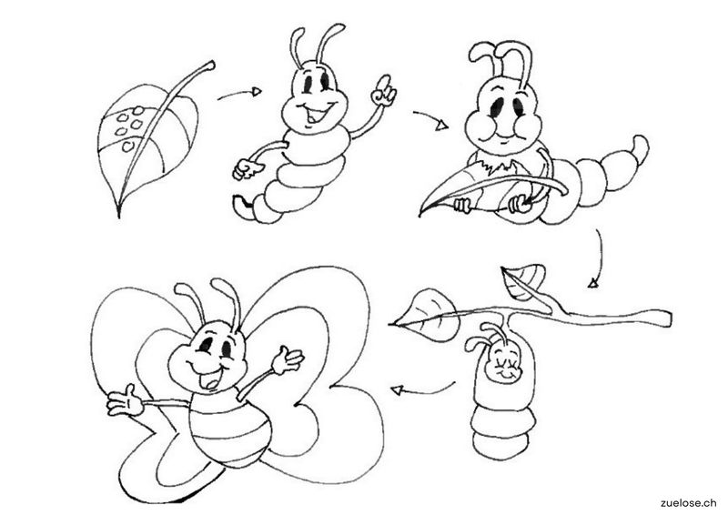 Ausmalbild Raupe bis Schmetterling