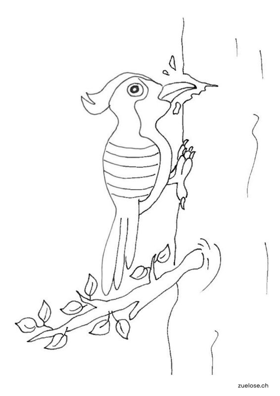 Ausmalbild Specht