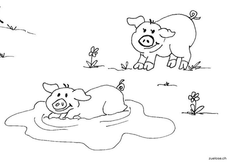 Ausmalbild Schwein