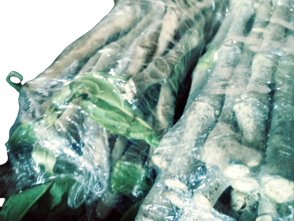 Madre de Agua Cuttings 150pcs.