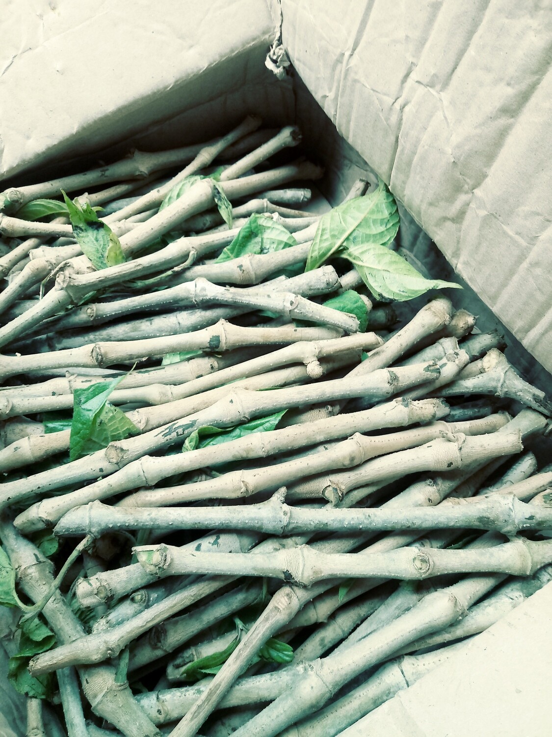 Madre de Agua Cuttings 1000 pcs.