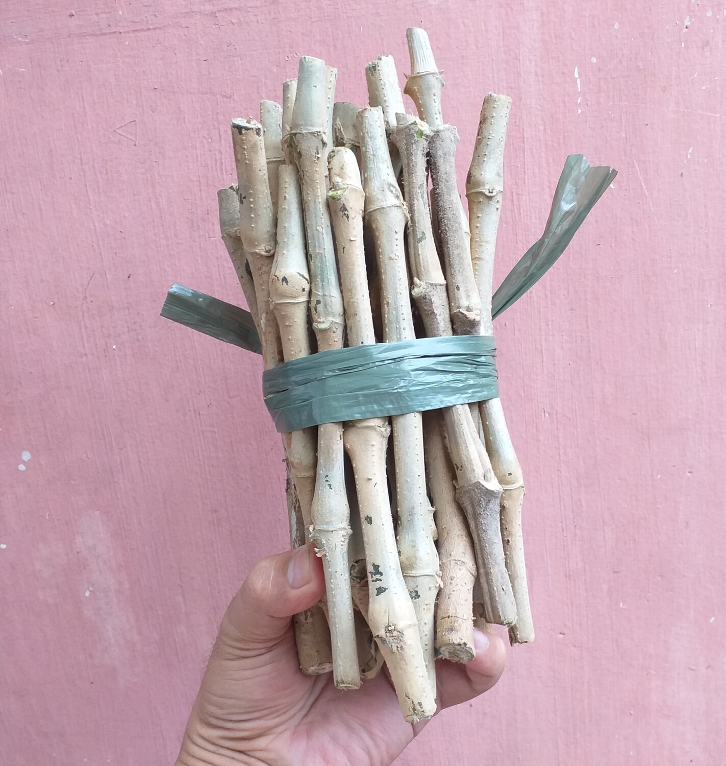 Madre de Agua Cuttings 20pcs