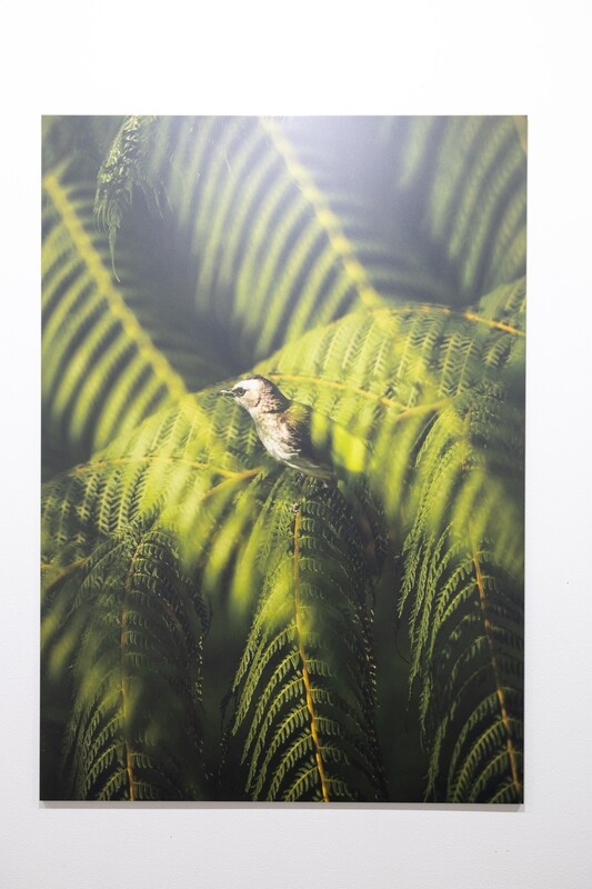 Dear_sir "Art (A2size)"