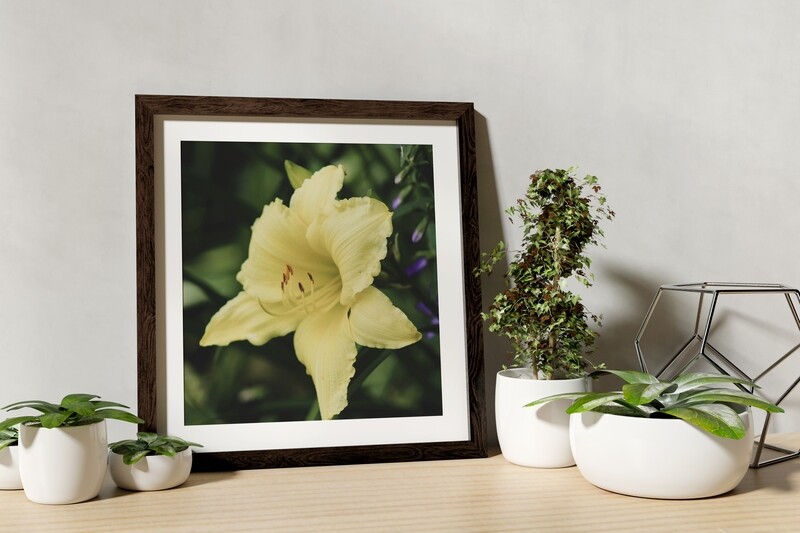 Full Bloom Yellow Lily