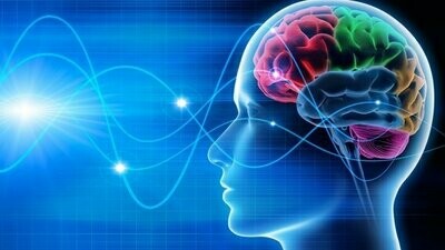 Gehirn-Wissen-Infothek