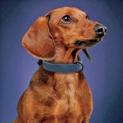 Correa y collar de perro o gato azul personalizado