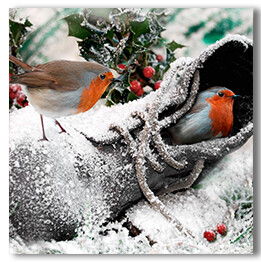 Robins in Boot