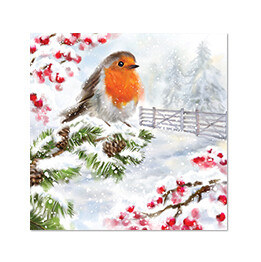 Robin in the Snow