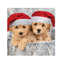 Puppies in Santa hats