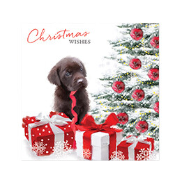 Christmas wishes Labrador