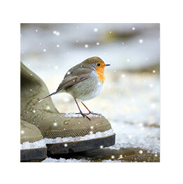 Robin on boot