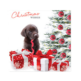 Christmas wishes Labrador