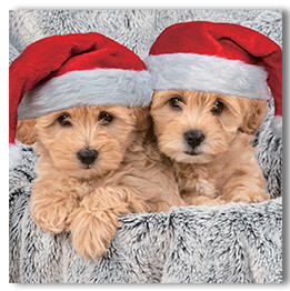 Puppies in Santa hats