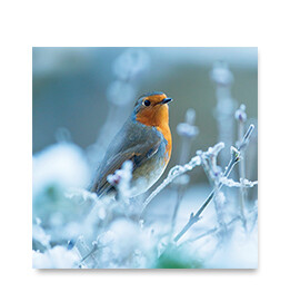 Photographic Robin in the snow