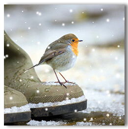 Robin on a boot