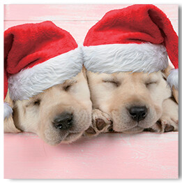 Sleeping Puppies