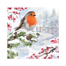 Robin in the snow
