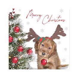 Merry Christmas puppy