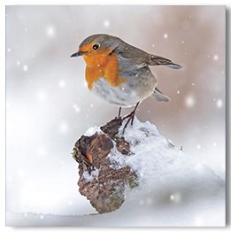 Snowy Robin