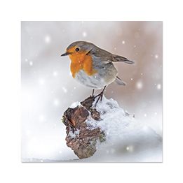 Snowwy Robin