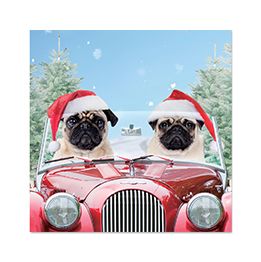 Pugs in Car