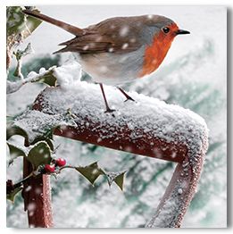 Robin in the Snow