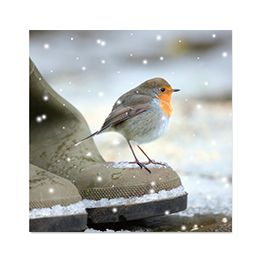 Robin on welly