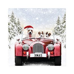 Dogs driving car