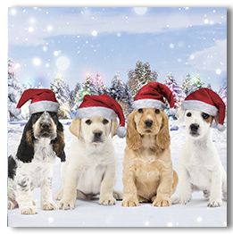 Puppies in Santa Hats