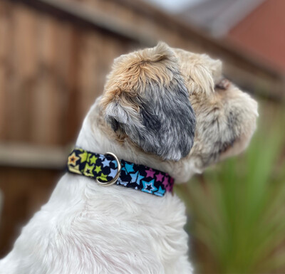Bright Star Dog Collar