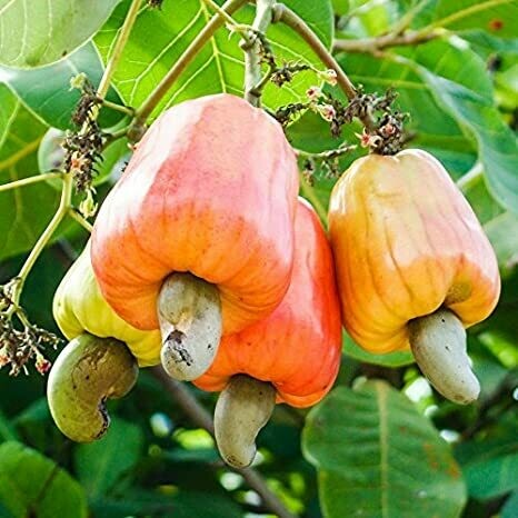 Cashew Nut, Whole (Wild) ಗೋಡಂಬಿ