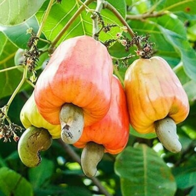 Cashew Nut, Split (Wild) ಗೋಡಂಬಿ