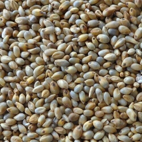 Pearl Millet (ಸಜ್ಜೆ)