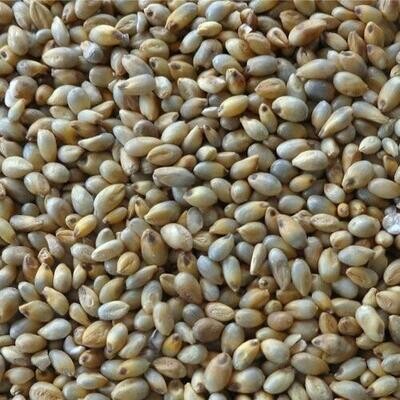 Pearl Millet (ಸಜ್ಜೆ)