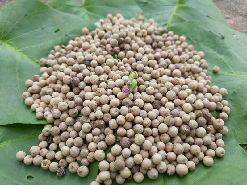 White Pepper (ಬಿಳಿ ಮೆಣಸು)