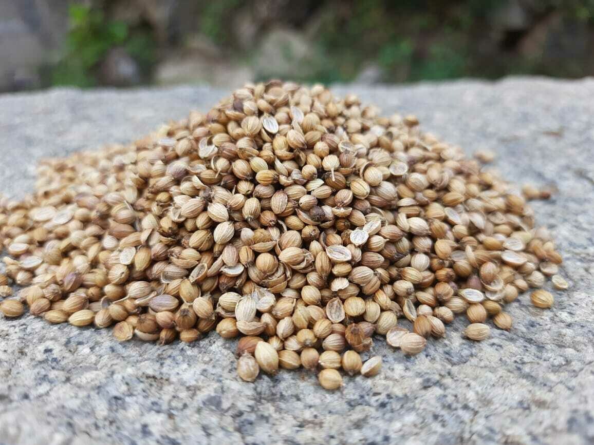 Coriander Seeds (ಧನಿಯಾ)