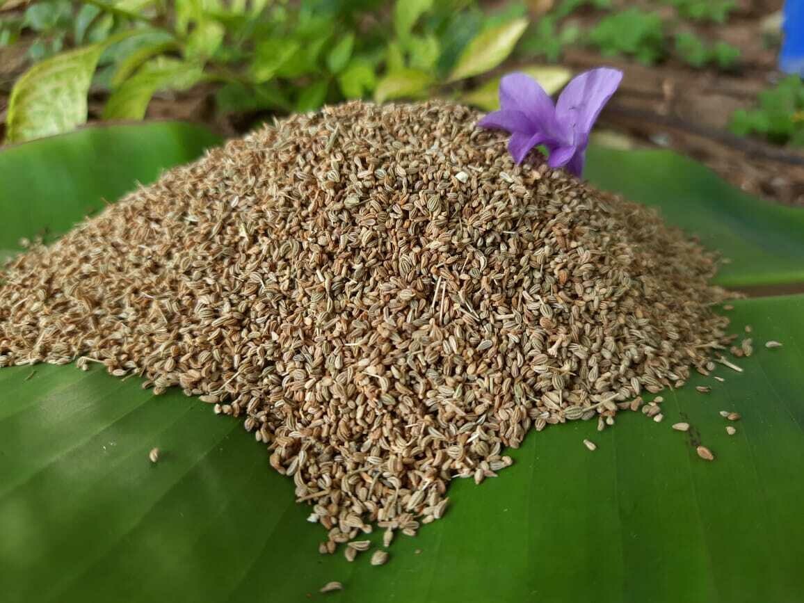 Ajwain / Carom Seeds(ಅಜ್ವಾನ)