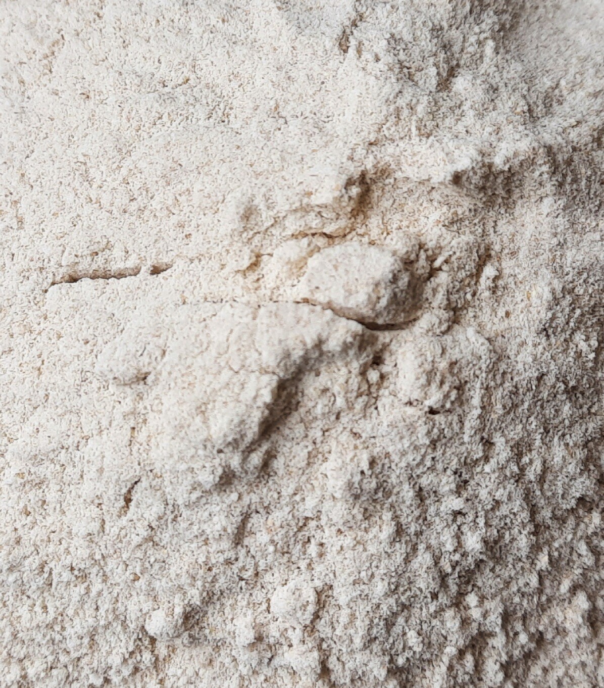 Jave Wheat Flour (ಜವೆ ಗೋಧಿ ಹಿಟ್ಟು)