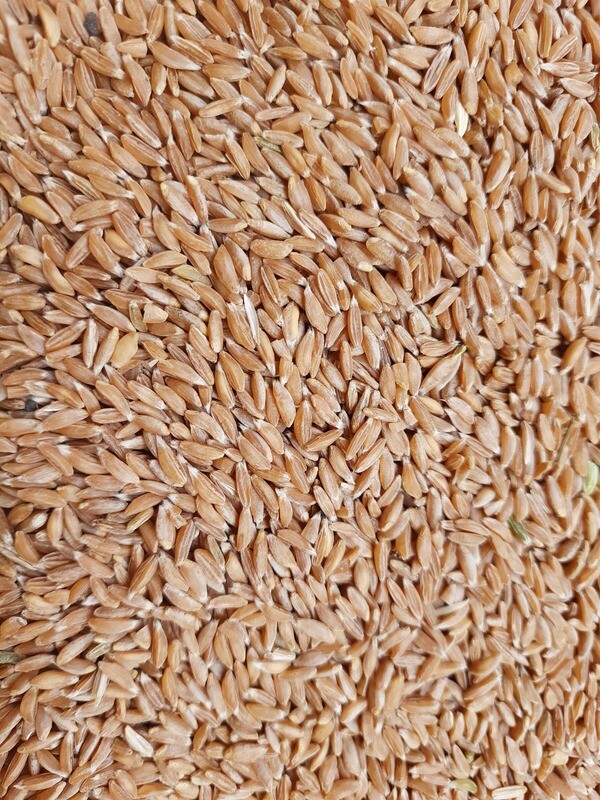 Jave Wheat Rave (ಜವೆ ಗೋಧಿ ರವೆ)