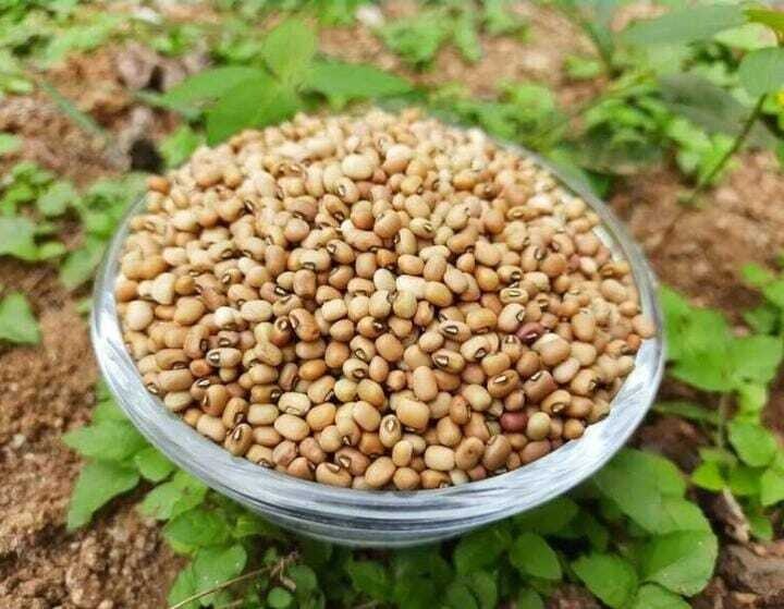 Cowpea (ಅಲಸಂದಿ)