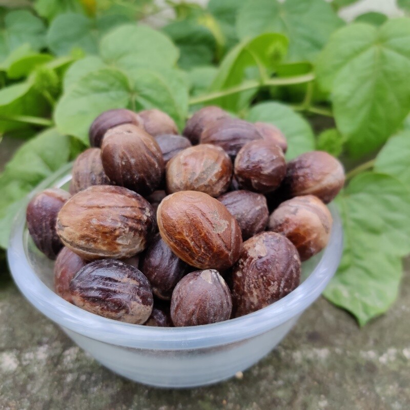 Nutmeg ( ಜಾಯಿಕಾಯಿ)